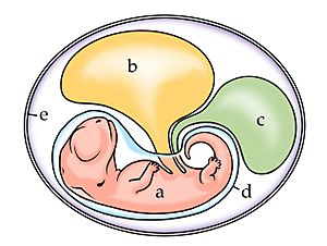 Archivo:Amniote embryo