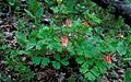 Aquilegia elegantula 0807008