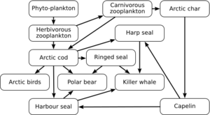Archivo:Arctic food web