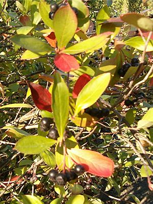 Archivo:Aronia arbutifolia HabitusLeavesFruits BotGardBln0906b