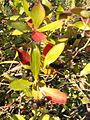 Aronia arbutifolia HabitusLeavesFruits BotGardBln0906b