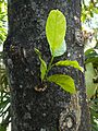 Artocarpus heterophyllus 03 - Tree Trunk