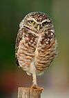 Athene cunicularia -near Goiania, Goias, Brazil-8 edit.jpg