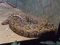 Archivo:Barcelona-Zoo-Pitón de la India (Python molurus molurus)