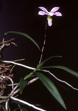 Barkeria dorotheae Orchi 021.jpg
