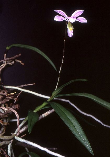 Barkeria dorotheae Orchi 021
