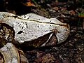 Bitis gabonica 01