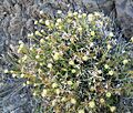 Brickellia atractyloides 5