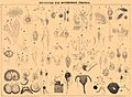 Brockhaus and Efron Encyclopedic Dictionary b7 018-0