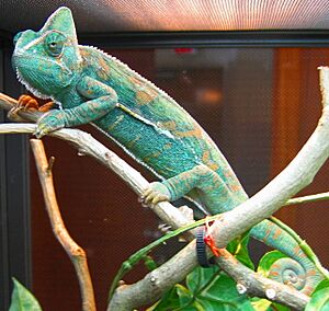 Archivo:C Calyptratus female
