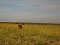 Cattle grazing between Denver City and Morton, TX Picture 1900