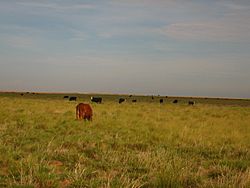 Cattle grazing between Denver City and Morton, TX Picture 1900.jpg
