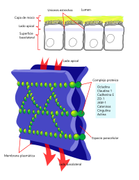 Archivo:Cellular tight junction-es