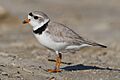 Charadrius-melodus-004