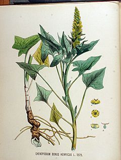 Archivo:Chenopodium bonus-henricus — Flora Batava — Volume v18