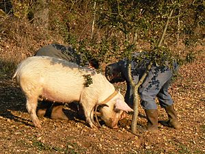 Archivo:Cochon truffier