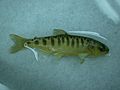 Coho salmon fingerling (SC) 1