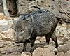 Collared Peccary.jpg