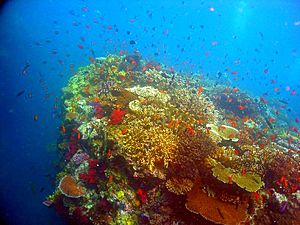 Archivo:Coral fiji moturiki
