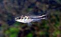 Corydoras pygmaeus5333