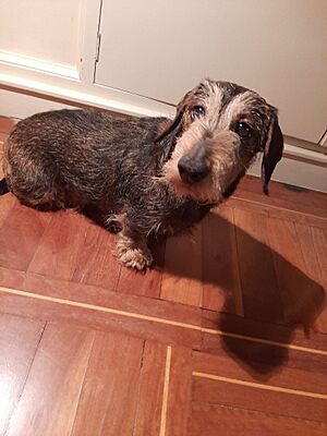Archivo:Dachshund variedad pelo duro