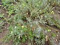 Descurainia millefolia - Jardín Botánico Canario