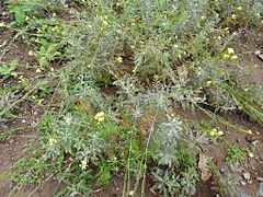 Descurainia millefolia - Jardín Botánico Canario.jpg
