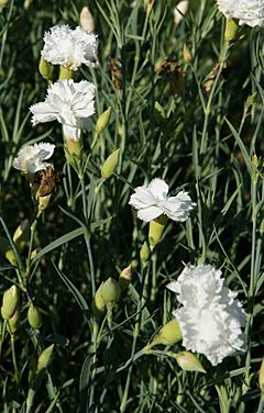 Archivo:Dianthus caryophyllus 'Jeanne Dionis', Elfenau