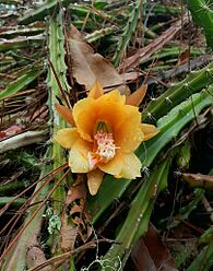 Disocactus aurantiacus.jpg
