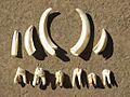 Domestic pig teeth
