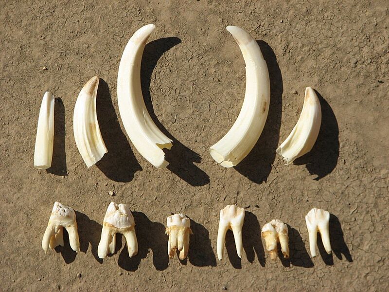 Domestic pig teeth