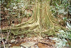 Elaeocarpus angustifolius Nightcap National Park-April 1997.jpg