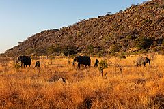 Archivo:Elefantes africanos de sabana (Loxodonta africana), parque nacional Kruger, Sudáfrica, 2018-07-25, DD 09