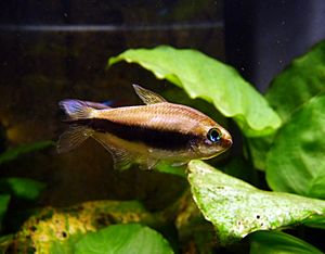 Archivo:Emperor tetra