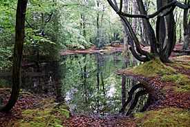 Bosque de Epping en Inglaterra.