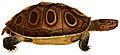 Erpétologie générale, ou, Histoire naturelle complète des reptiles (Morenia ocellata)
