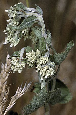 Archivo:Eupatorium rotundifolium NRCS-1