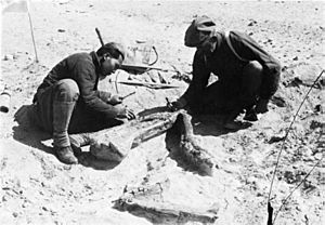 Archivo:Excavation of Alectrosaurus hind limb in 1923