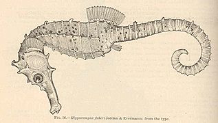 FMIB 42402 Hippocampus fisheri Jordan & Evermann; from the type