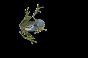 Archivo:Flickr - ggallice - Glass frog (5)