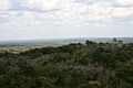 Forest in Tikal Guatemala