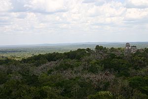 Archivo:Forest in Tikal Guatemala
