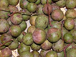 Fruits of Dracontomelon duperreanum.JPG