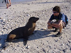Archivo:Galapagos sea lion with tourist