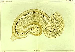 Archivo:Golgi Hippocampus
