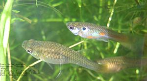 Archivo:Guppy CS pair 4 20130113