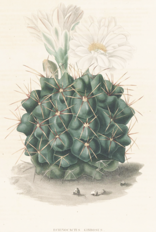 Gymnocalycium gibbosum Lem.png