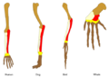 Homology vertebrates-en