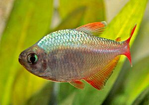 Archivo:Hyphessobrycon colombianus
