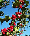 Ilex-aquifolium (Europaeische Stechpalme)-2
